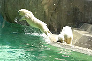 Sprung in den neuen Pool: die Eisbären Babys durften erstmals in die Felsenlandschaft (©Foto: MartiN Schmitz)